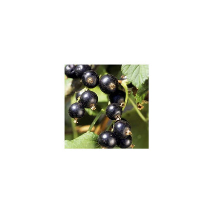  Cassissier 'Andega' Bio : Pot De 1,5 Litres