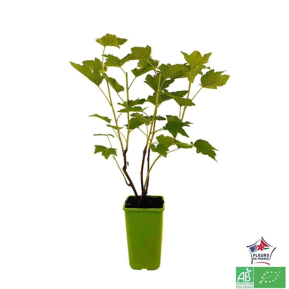 Cassissier 'Andega' Bio : Pot De 1,5 Litres