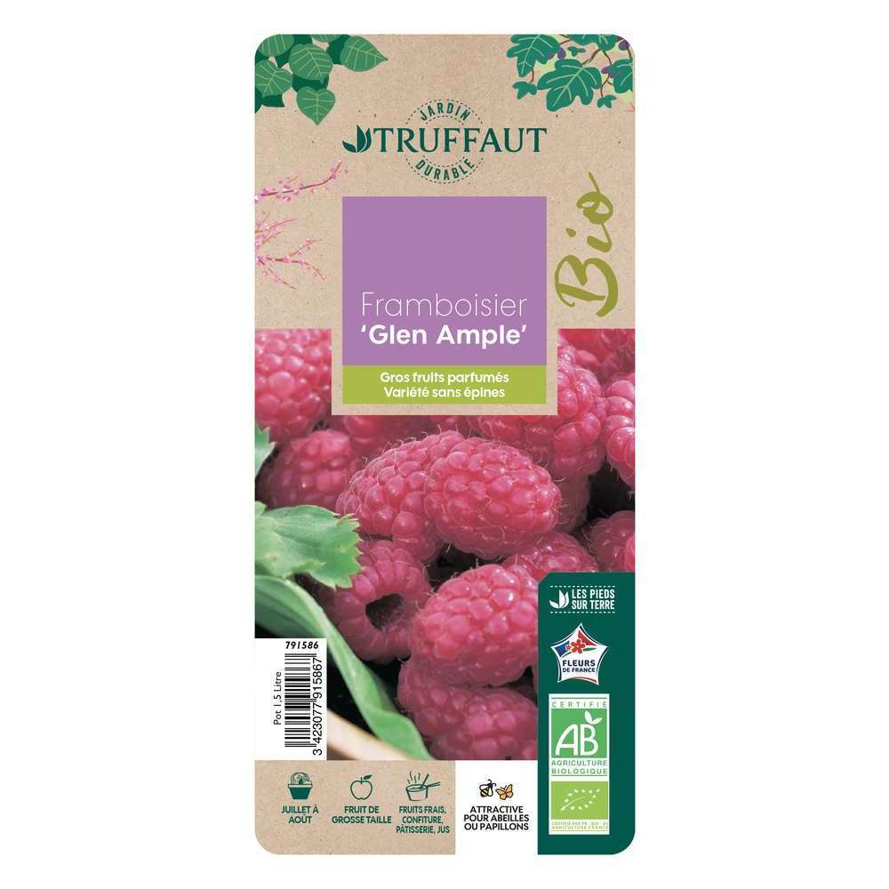  Framboisier 'Glen Ample' Bio - Pot De 1,5 L