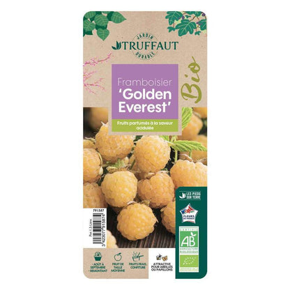  Framboisier 'Golden Everest' Bio - Pot De 1,5L