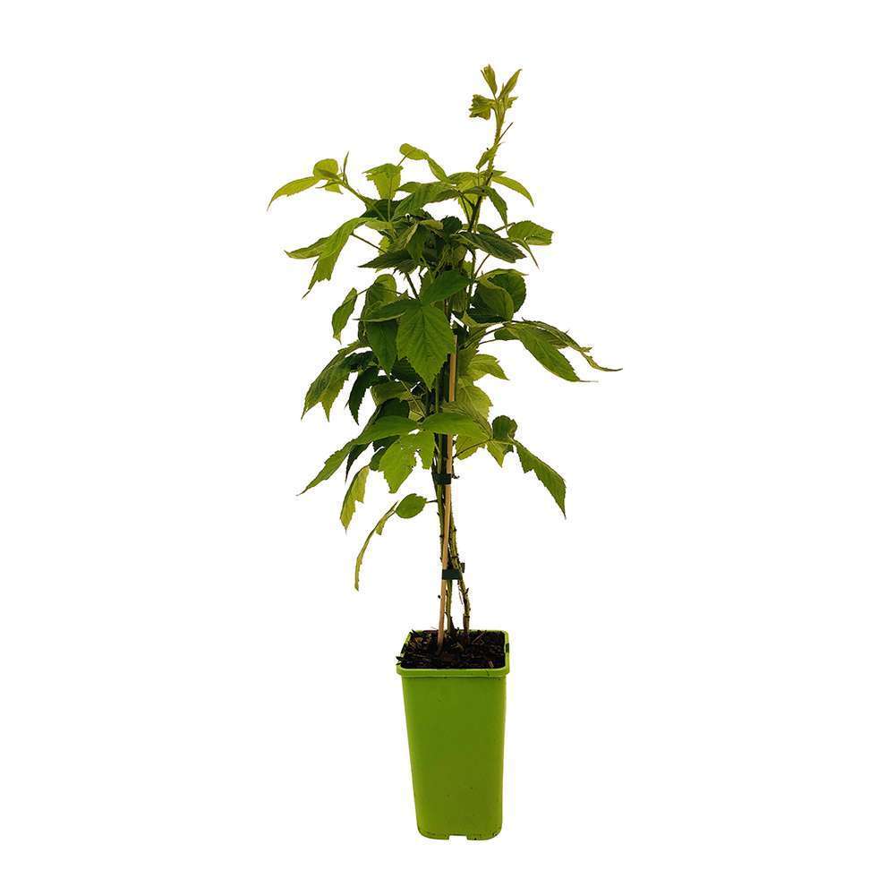  Framboisier 'Black Jewel' Bio - Pot De 1,5L