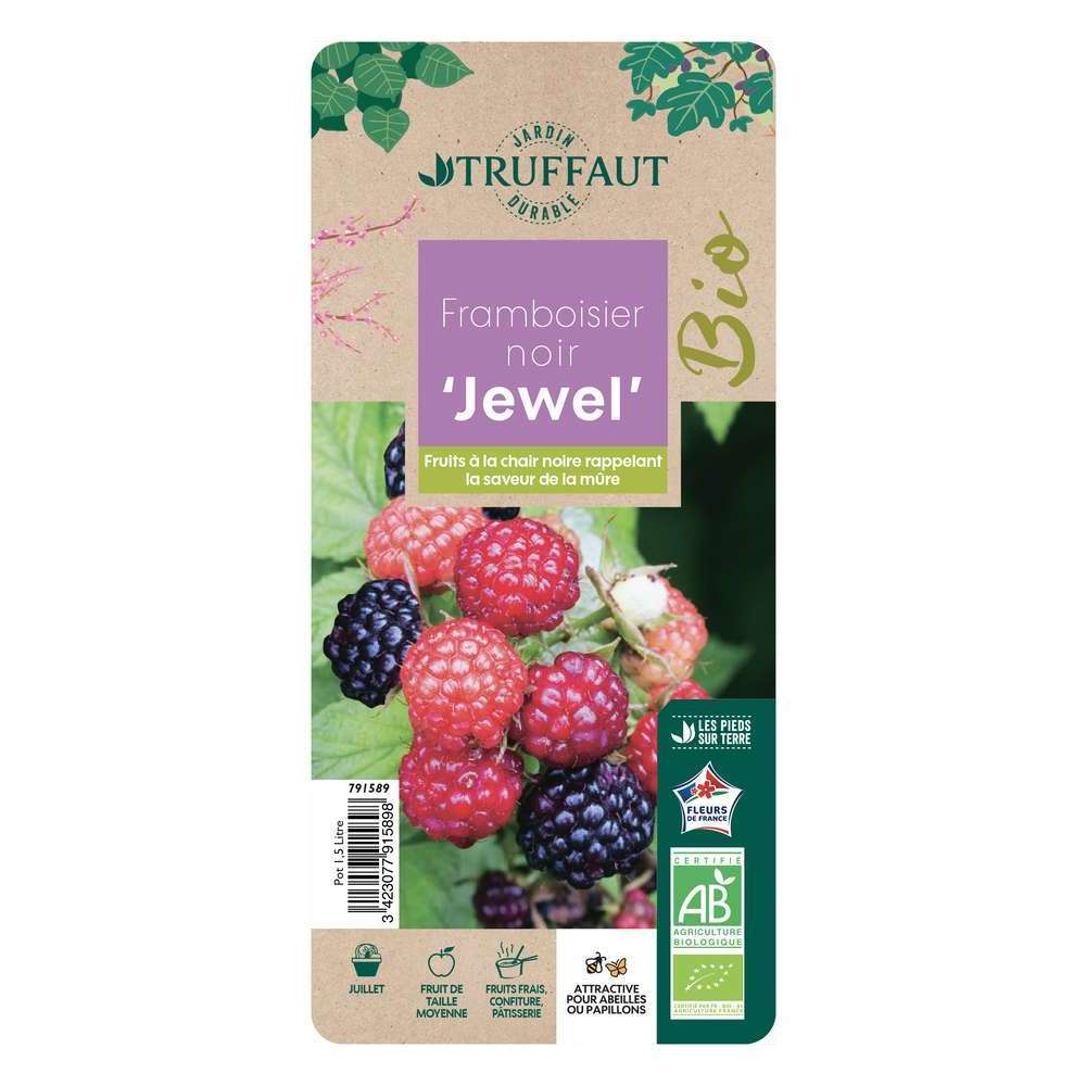  Framboisier 'Black Jewel' Bio - Pot De 1,5L