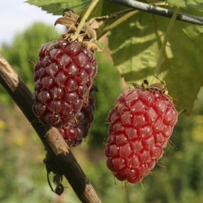  Mûrier Tayberry 'Buckingham' Bio : Pot De 1,5 Litres