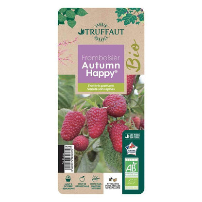 Framboisier Autumn Happy® 'Malling Happy' : Pot De 3 Litres