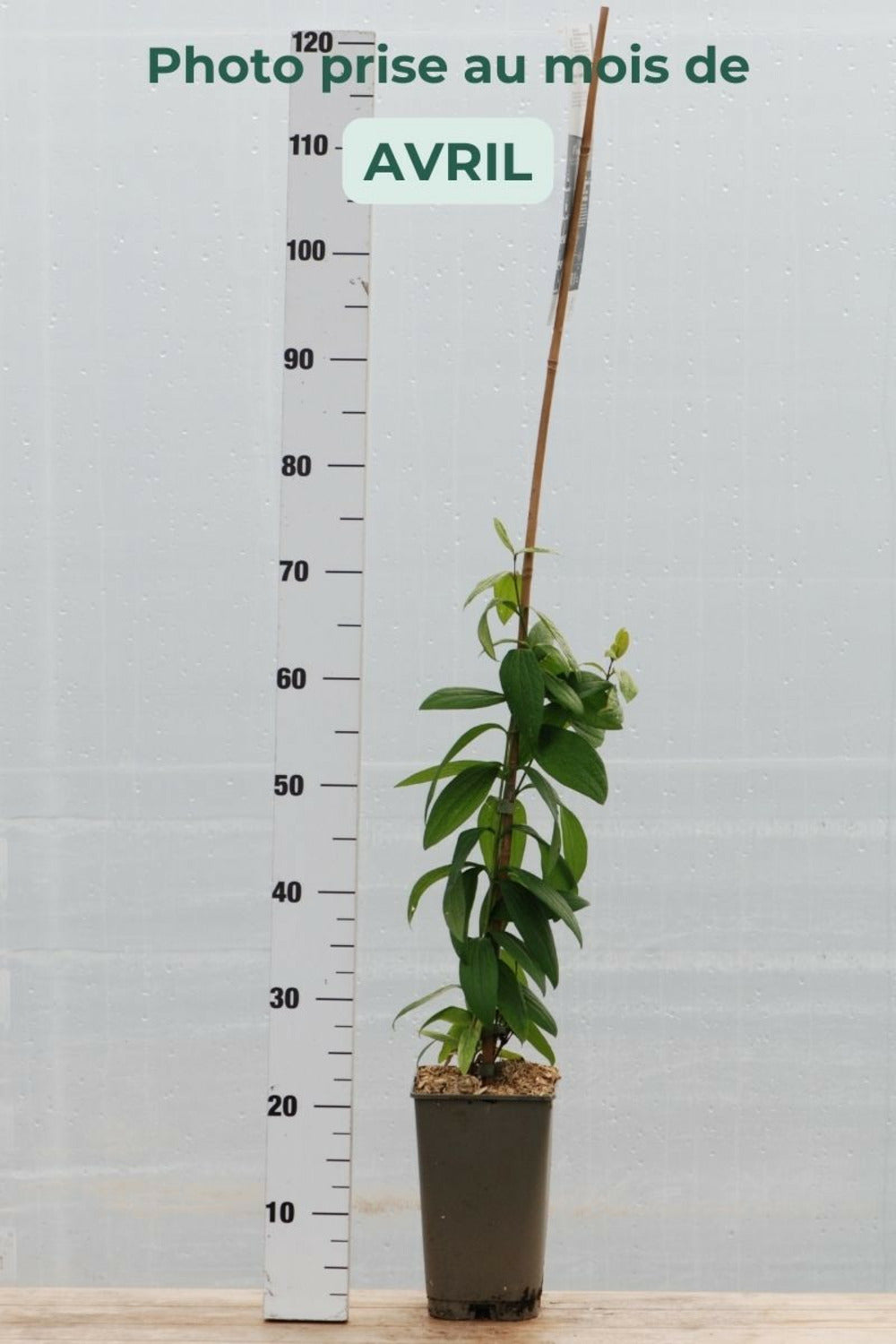  Clématite Rosea' - En Pot De 3 Litres