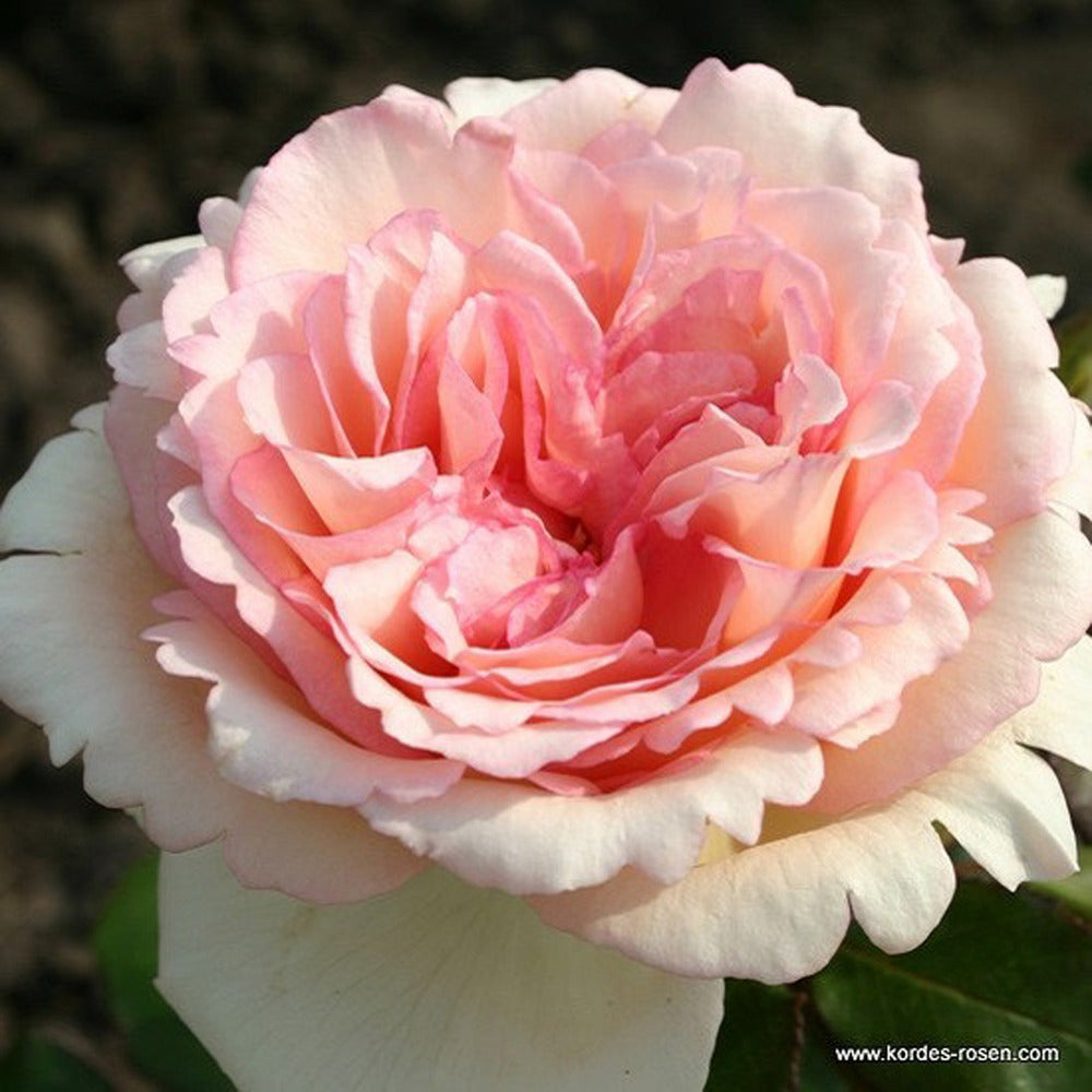  Kordes Eleganza® Rosier - Rosa 'souvenir De Baden-baden'®