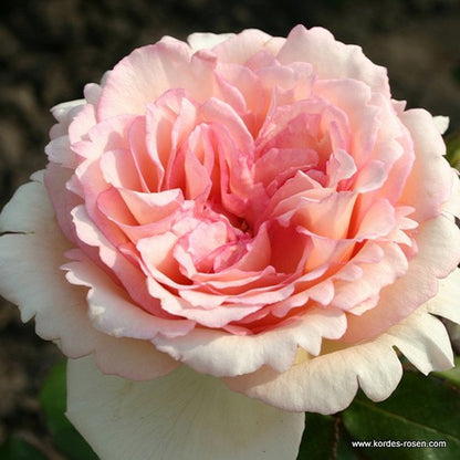  Kordes Eleganza® Rosier - Rosa 'souvenir De Baden-baden'®