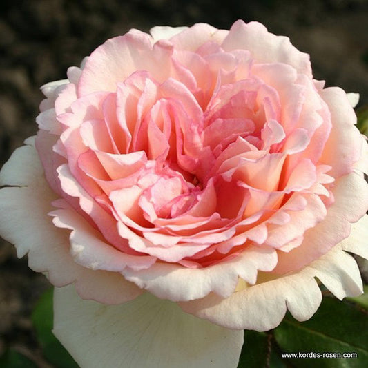  Kordes Eleganza® Rosier - Rosa 'souvenir De Baden-baden'®