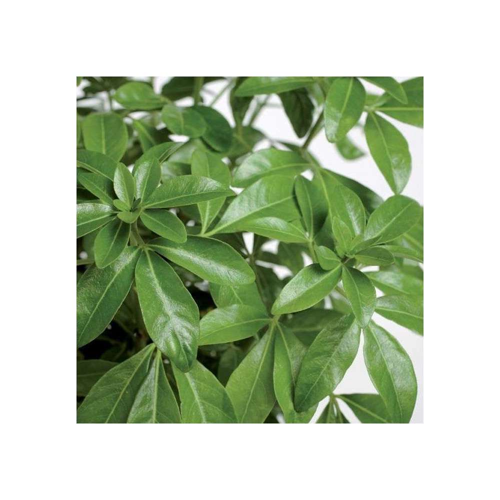  Choisya Ternata: C 5L