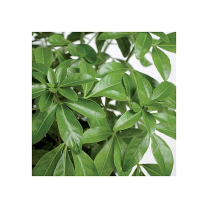  Choisya Ternata: C 5L