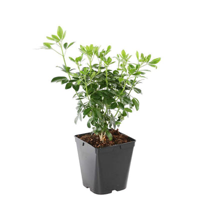  Choisya Ternata: C 5L