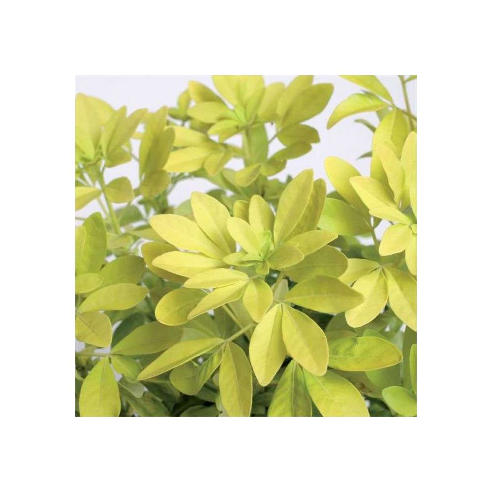 Choisya Ternata Sundance : H30/40cm C 5L