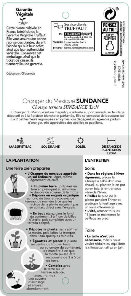  Choisya Ternata Sundance : H30/40cm C 5L