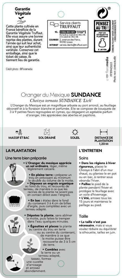  Choisya Ternata Sundance : H30/40cm C 5L
