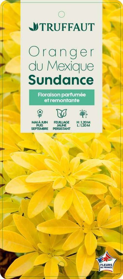  Choisya Ternata Sundance : H30/40cm C 5L