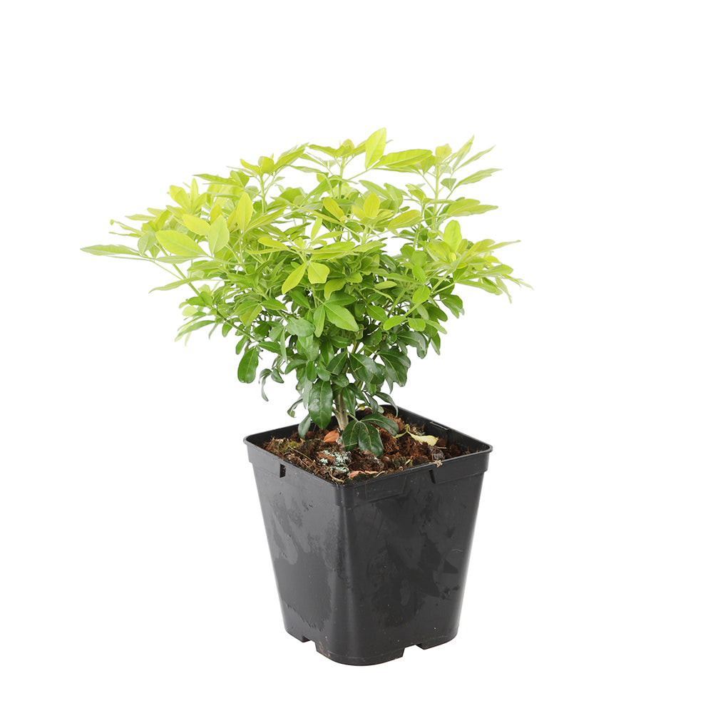  Choisya Ternata Sundance : H30/40cm C 5L