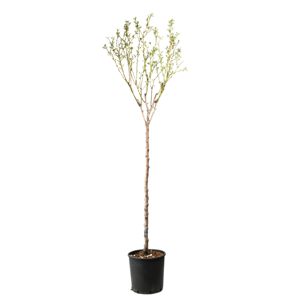 Amandier 'Lauranne'® : 1/2 Tige Pot 15L