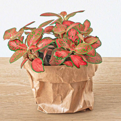  Green Your Bottle - Set Complet Pour Ton Jardin De Bouteilles - Sans Verre - 3 Plantes (ficus Bonsai + 2x Fittonia)