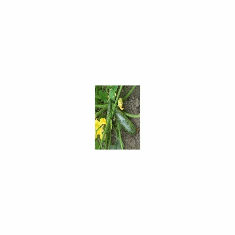  Graines De Courge Diamant Hybrid F1