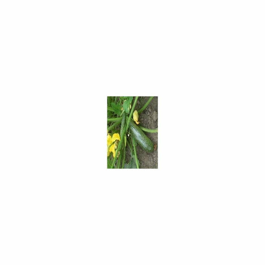  Graines De Courge Diamant Hybrid F1