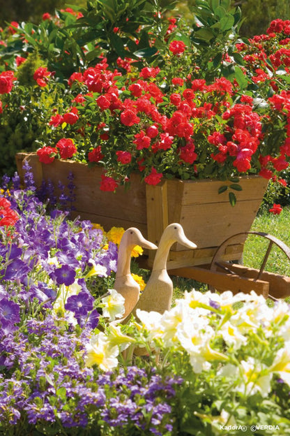  Rosier Décorosiers ? 'kadora ?' - En Pot De 2 Litres