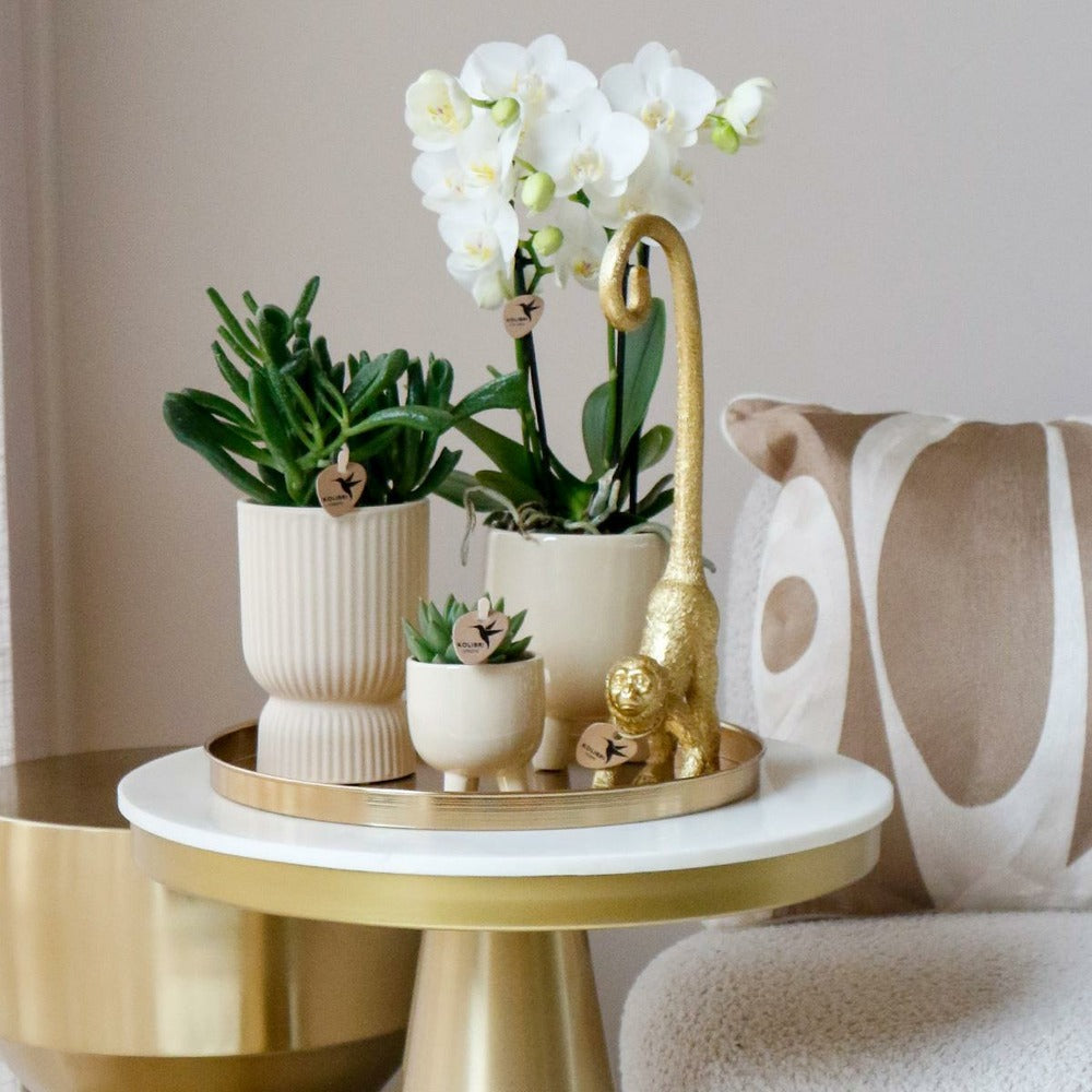  Offre Spéciale : 4 Phalaenopsis Orchidées Blanches Amabilis Cm - Plante D'intérieur