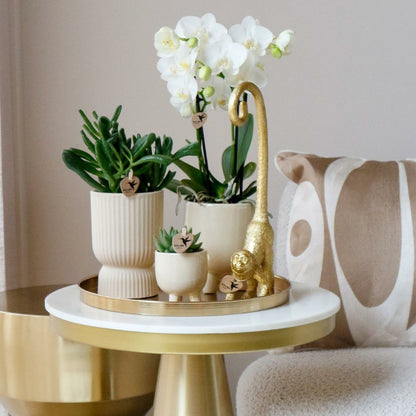  Offre Spéciale : 4 Phalaenopsis Orchidées Blanches Amabilis Cm - Plante D'intérieur