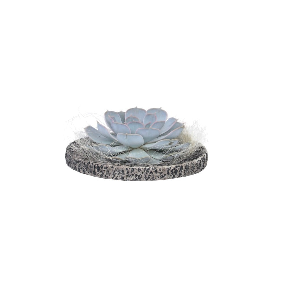  Echeveria - Echeveria Lilacina - Hauteur 8cm