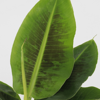  Bananaier Nain - Set De 2 - Musa 'oriental Dwarf' - Hauteur 25-40cm - ⌀12cm