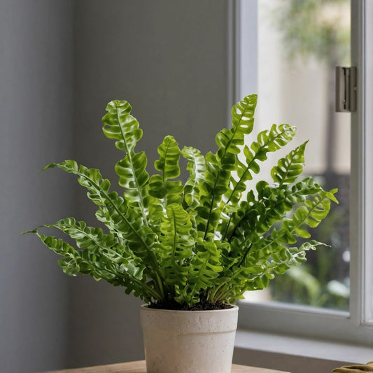  Fougère Nid D'oiseau - Asplenium Nidus 'crispy Wave' - Hauteur 25-40cm - ⌀12cm