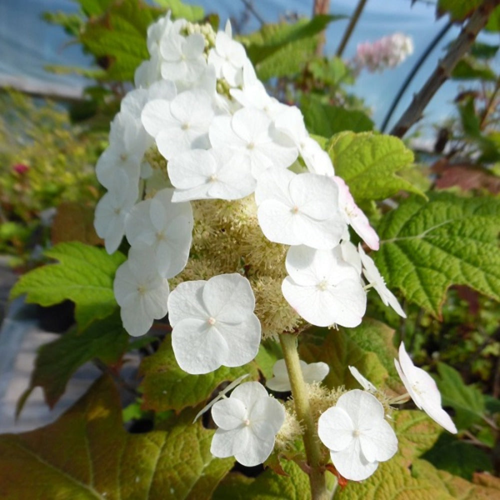  2 X Hortensia à Feuilles De Chêne 'snow Queen' - Hydrangea Quercifolia 'snow Queen' - 30-40 Cm Pot