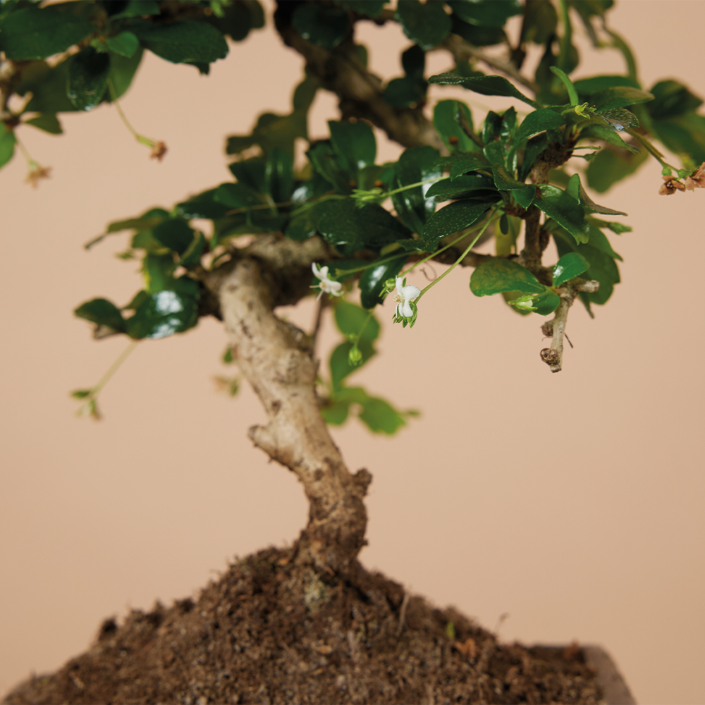  Bonsai Carmona - Forme S - Bonsaï - Plantes D'intérieur - Hauteur 20-30 Cm - 15 Cm De Large