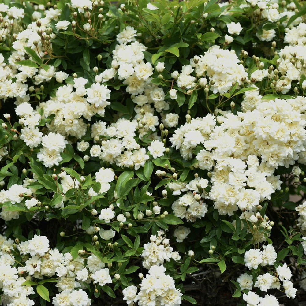  Rosier Grimpant De Banks Alba Plena - Le Pot / ø 9cm