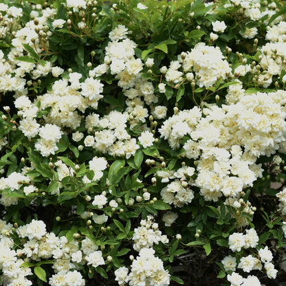  Rosier Grimpant De Banks Alba Plena - Le Pot / ø 9cm
