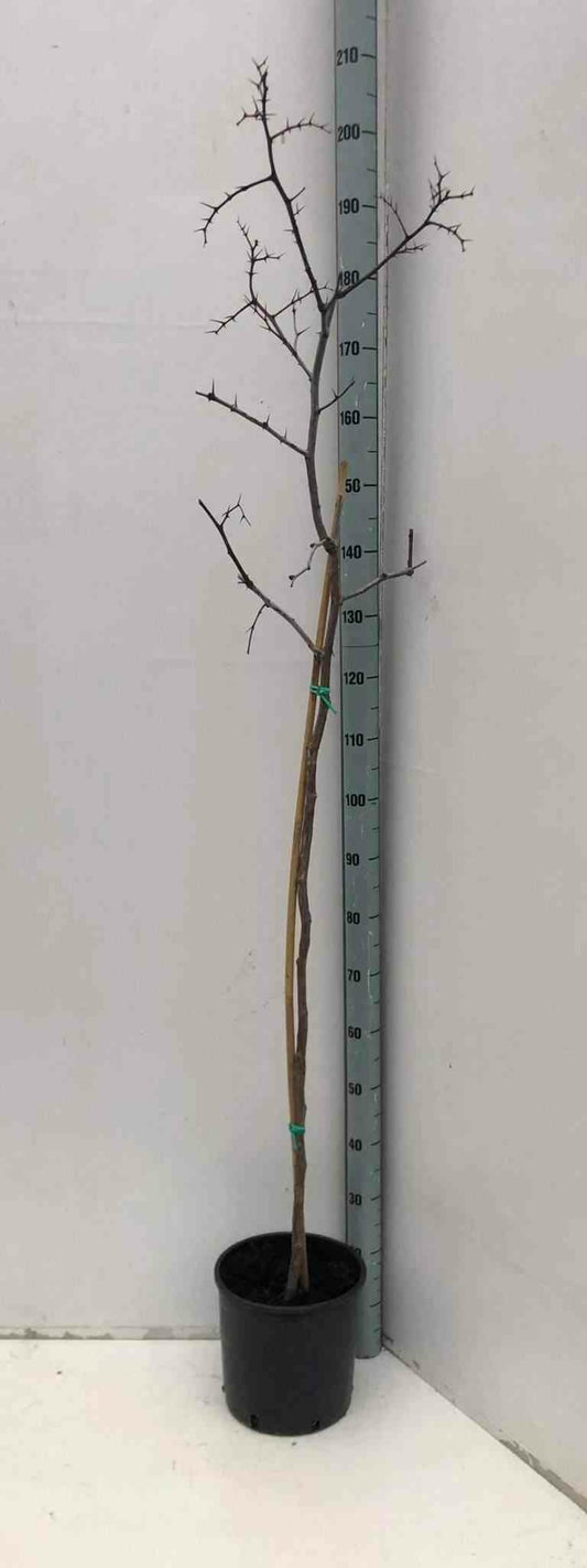  Zizyphus Jujuba (jujubier, Datte Chinoise) Pot De 3 Litres - 80/100 Cm