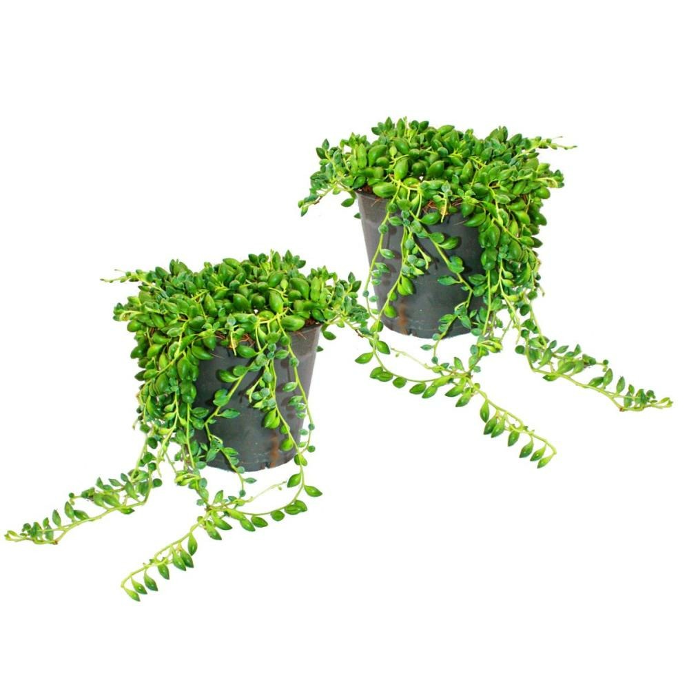  Lot De 2 Pois Senecio Herreanus Sur Ruban Pot De 12cm