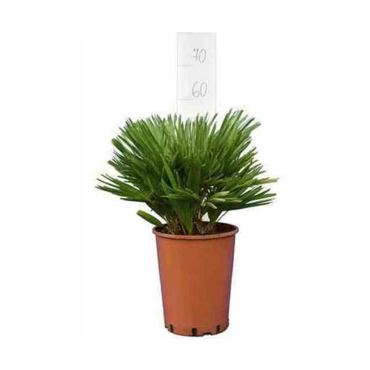  Chamaerops Humilis Var. Cerifera (palmier Doum Bleu)- Pot De 40 Litres ? Stipre 30/50 Total 140/160 Cm