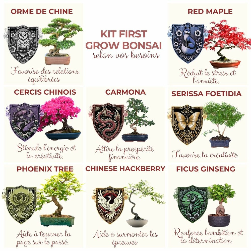 Cultivea - Kit First Bonsai Hackberry Avec Accesoires