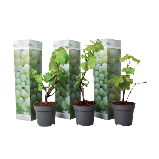  Vigne à Raisin - Set De 3 - Vitis Vinifera 'chardonnay' - Hauteur 25-40cm - ⌀9cm