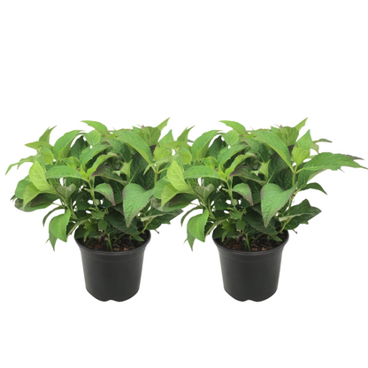  Hortensia - Set De 2 - Hydrangea Serrata 'summerglow' - Hauteur 25-40cm - ⌀19cm