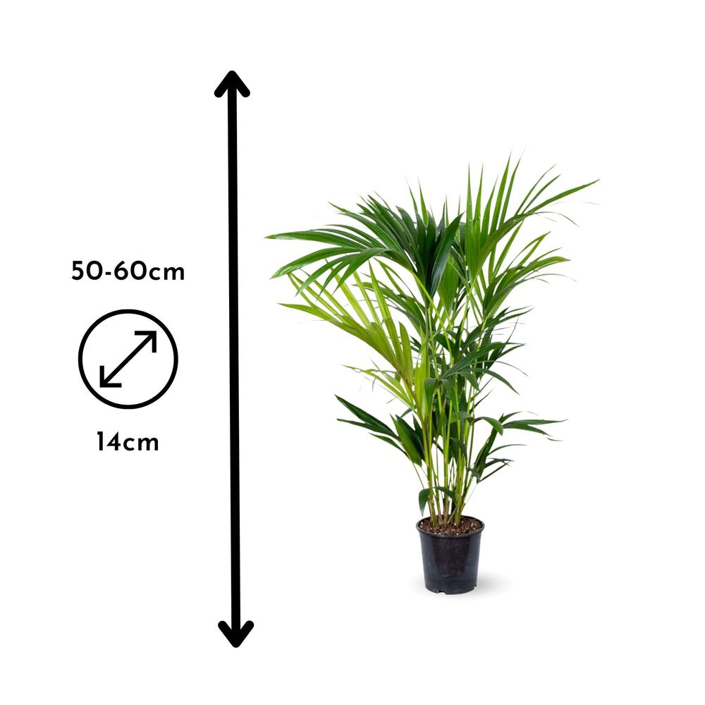  Kentia - Palmier - Purificateur D'air - ↕ 50-60 Cm - ⌀ 14 Cm - Plante D'intérieur - Howea Forsterian