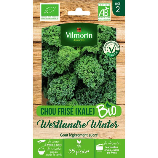  Sachet Graines Chou Frisé ( Kale ) Westlandse Winter Bio - Brassica Oleracea Var