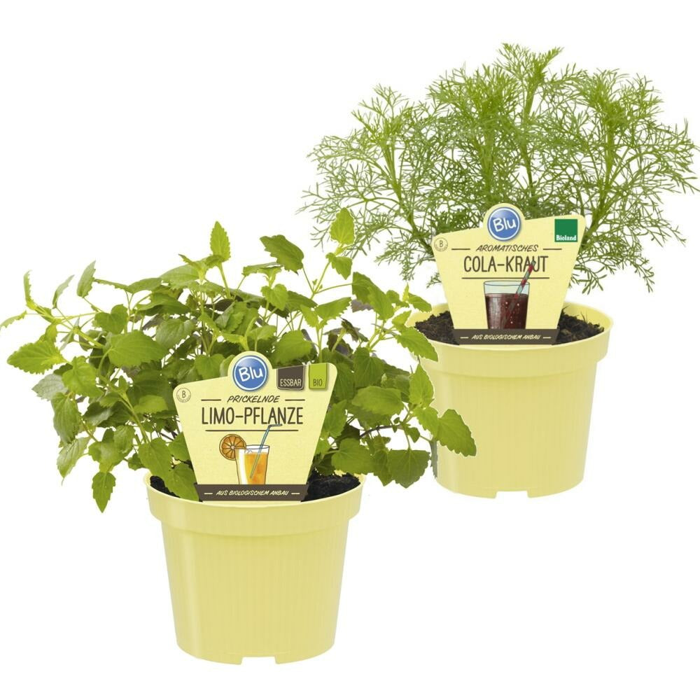  Duo D'herbes Pour Limonade - 1x Herbe à Cola Et 1x Herbe à Limonade En Qualité Bio - 2 Plantes Aromatiques En Pot De 12cm