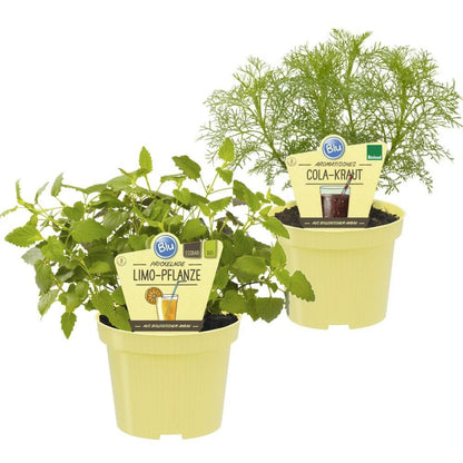  Duo D'herbes Pour Limonade - 1x Herbe à Cola Et 1x Herbe à Limonade En Qualité Bio - 2 Plantes Aromatiques En Pot De 12cm