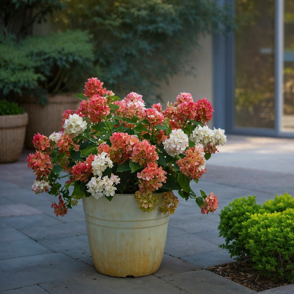  Hortensia - Set De 2 - Hydrangea Paniculata 'wim's Red' - H25-40cm - ⌀19cm