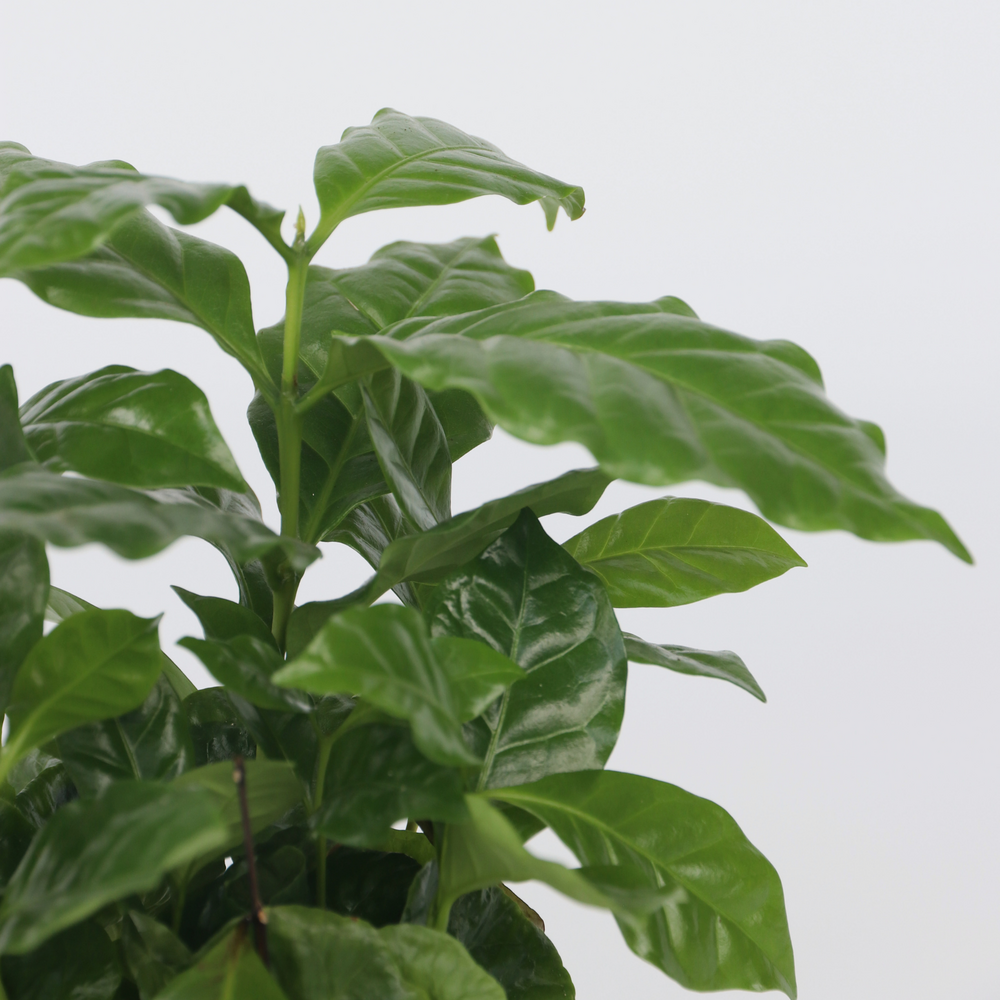  Caféier - Coffea Arabica - Hauteur 25-40cm - ⌀12cm