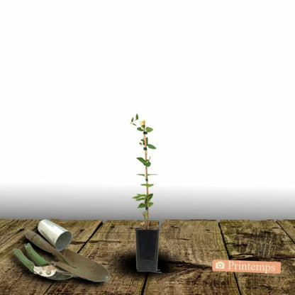 Clématite Multi Pink® 'st17333'/[-]pot De 1,5l - Tuteur Bambou 30/60 Cm