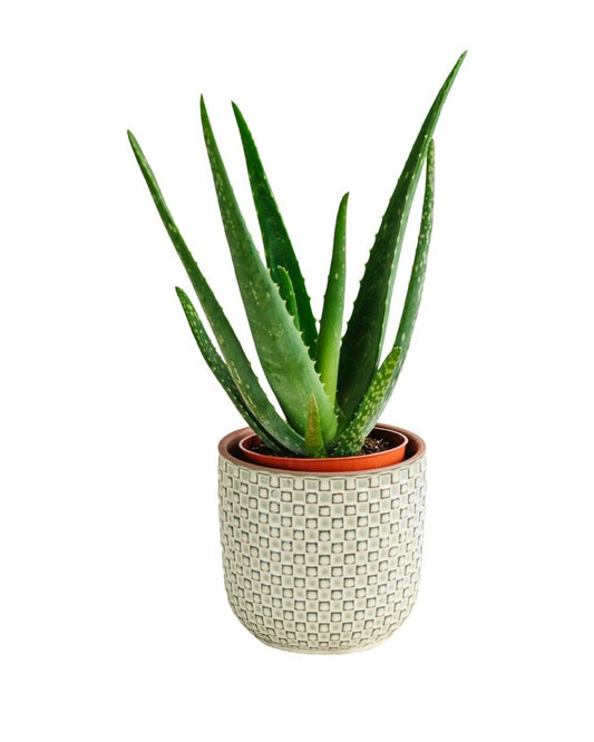  Aloe Vera Barbadensis 35cm - Plante D'intérieur