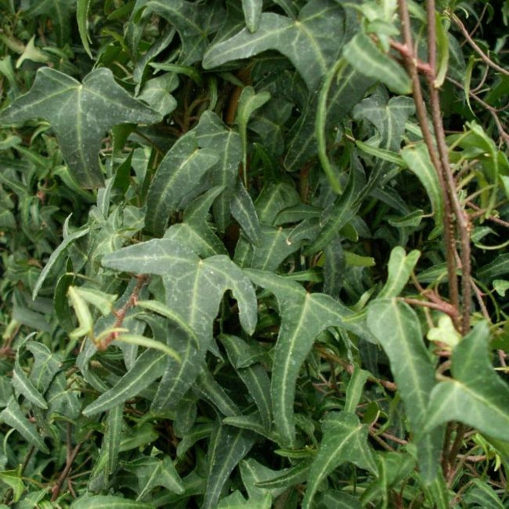  Lierre Des Bois Königer's Auslese - Hedera Helix 3l - 60/90cm