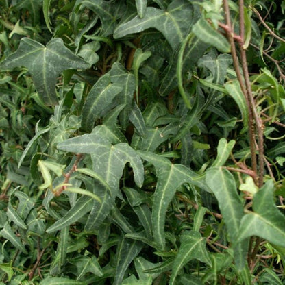  Lierre Des Bois Königer's Auslese - Hedera Helix 3l - 60/90cm